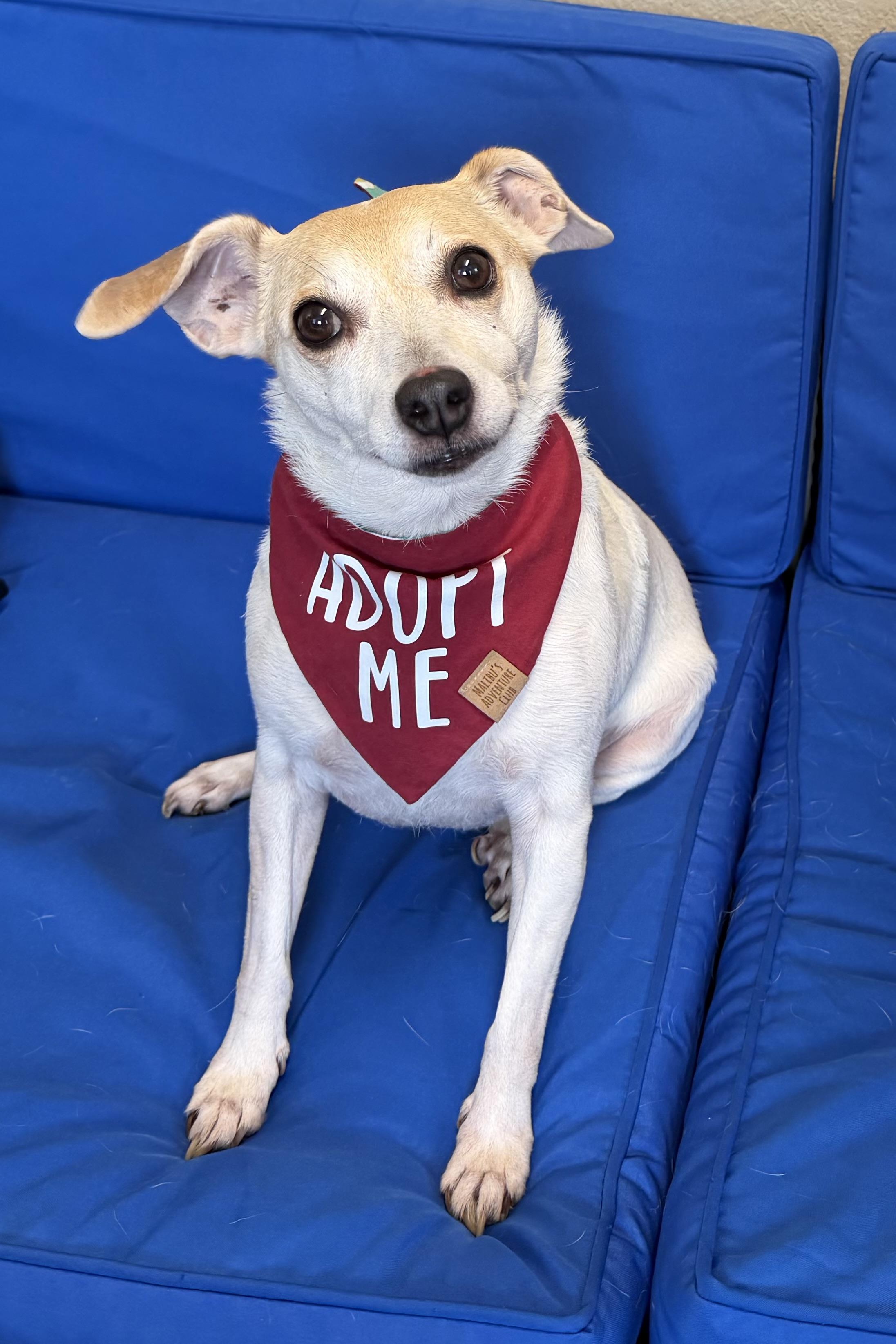 Enlarge Lilly, a Adopted Jack Russell Terrier in Plant City, FL image 2/2
