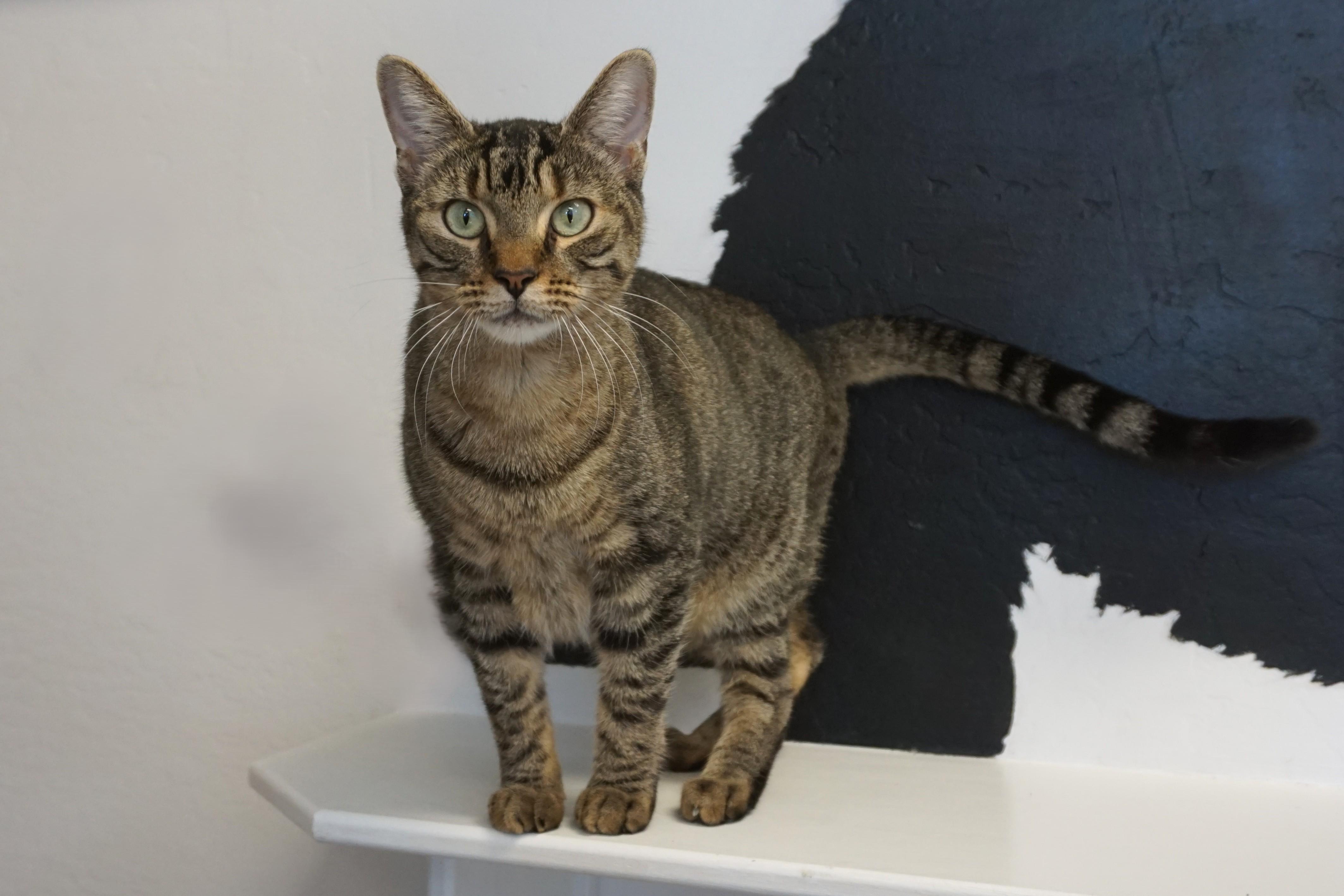 Enlarge Gracie Jones, a Adoptable Domestic Short Hair in Fountain Hills, AZ image 4/6