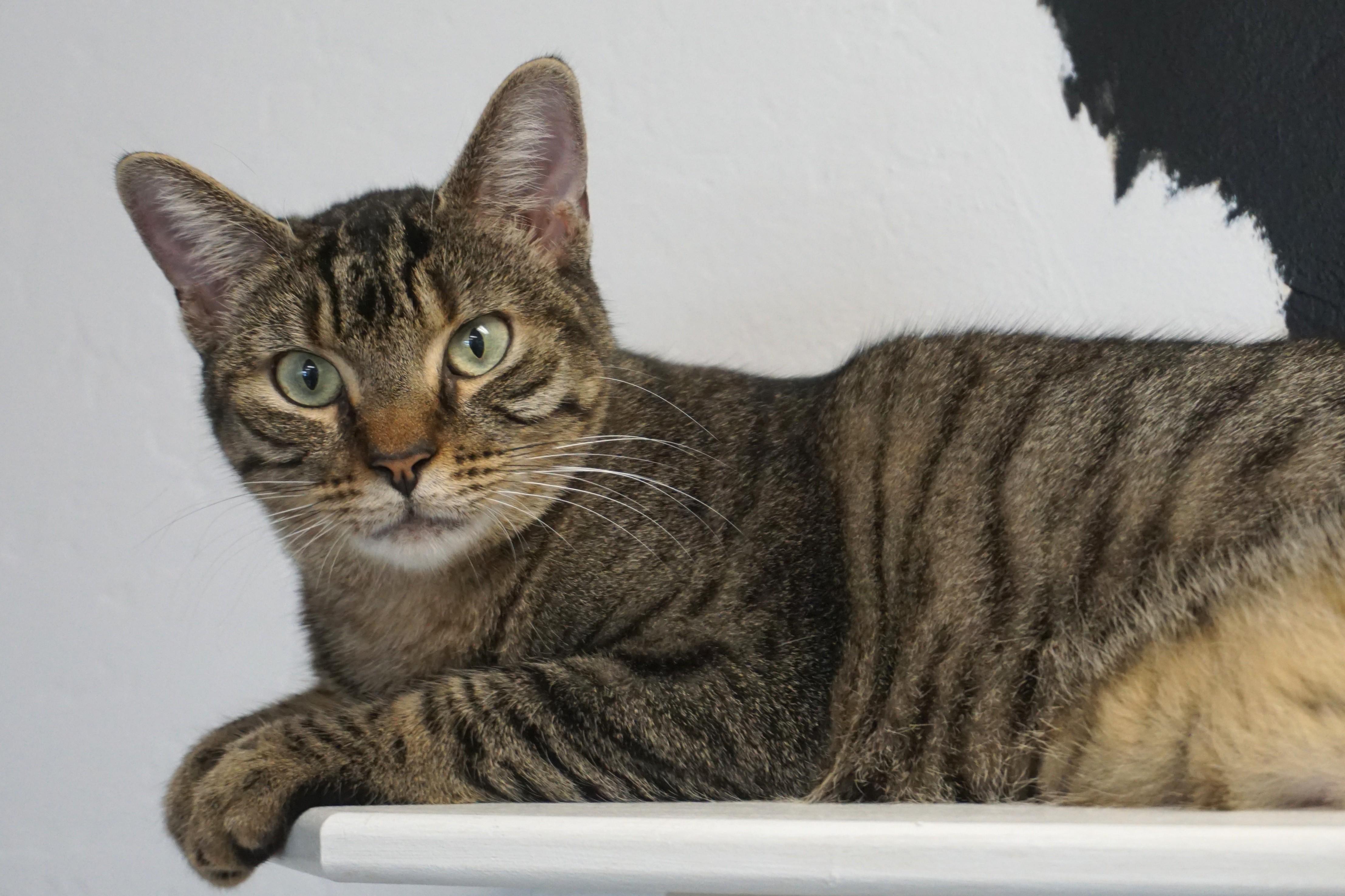 Enlarge Gracie Jones, a Adoptable Domestic Short Hair in Fountain Hills, AZ image 2/6