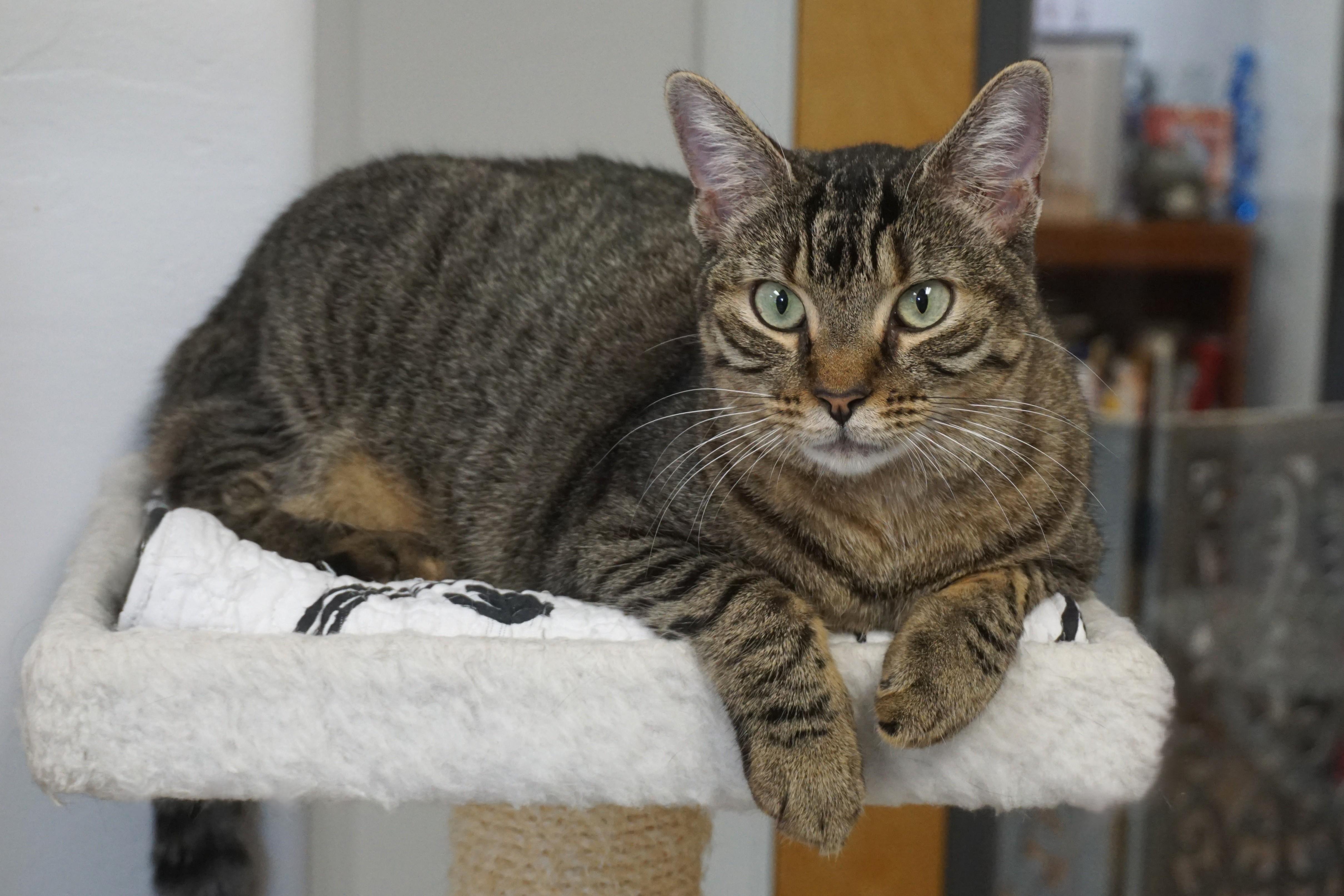 Enlarge Gracie Jones, a Adoptable Domestic Short Hair in Fountain Hills, AZ image 3/6