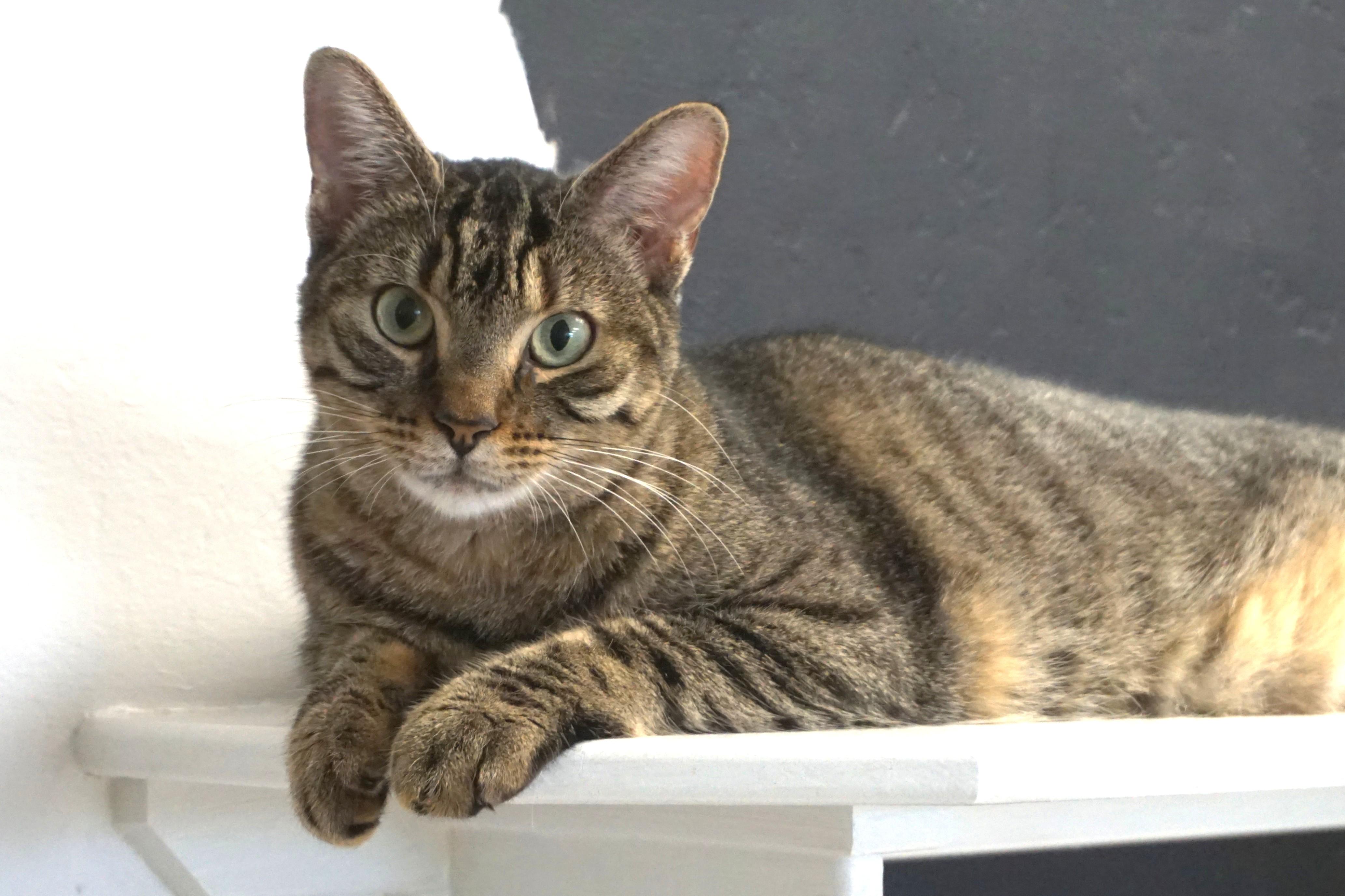 Enlarge Gracie Jones, a Adoptable Domestic Short Hair in Fountain Hills, AZ image 1/6