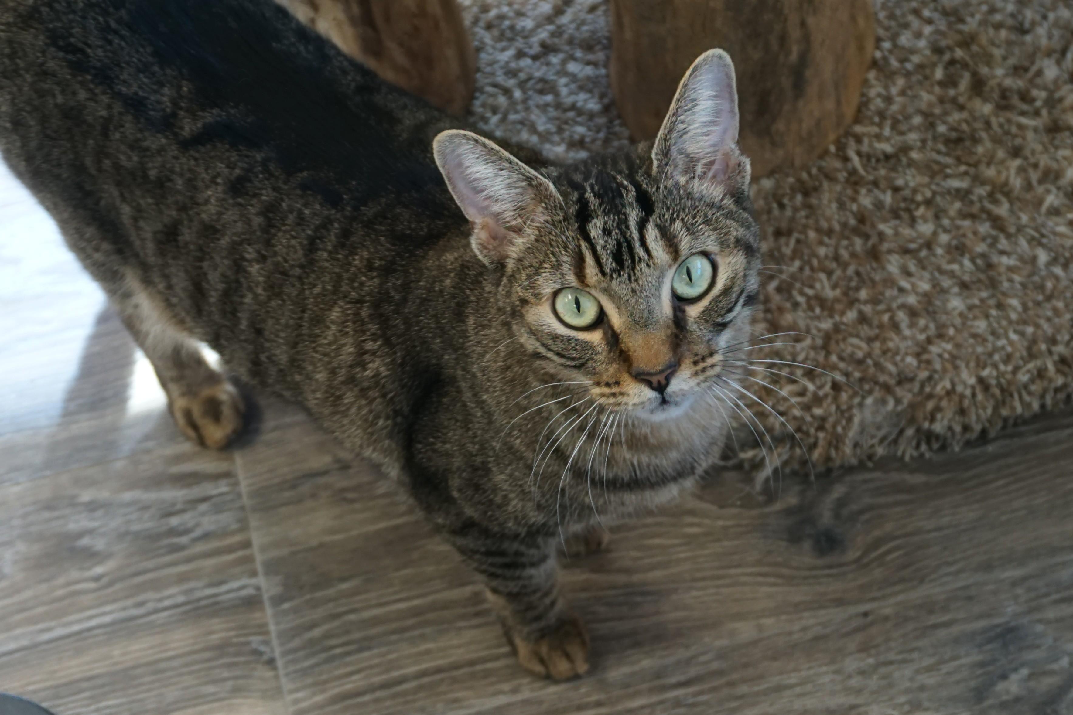 Enlarge Gracie Jones, a Adoptable Domestic Short Hair in Fountain Hills, AZ image 5/6
