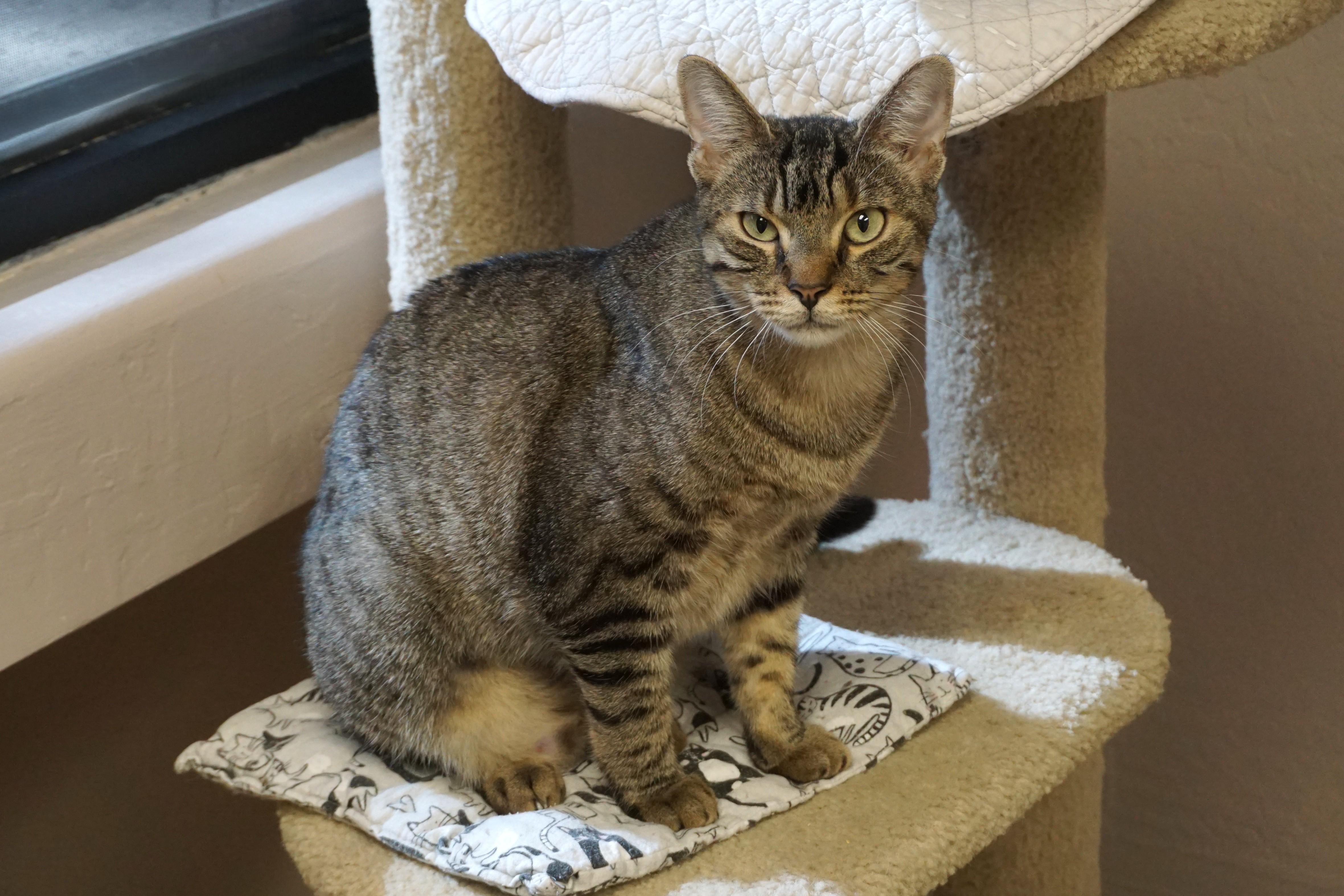 Enlarge Gracie Jones, a Adoptable Domestic Short Hair in Fountain Hills, AZ image 6/6