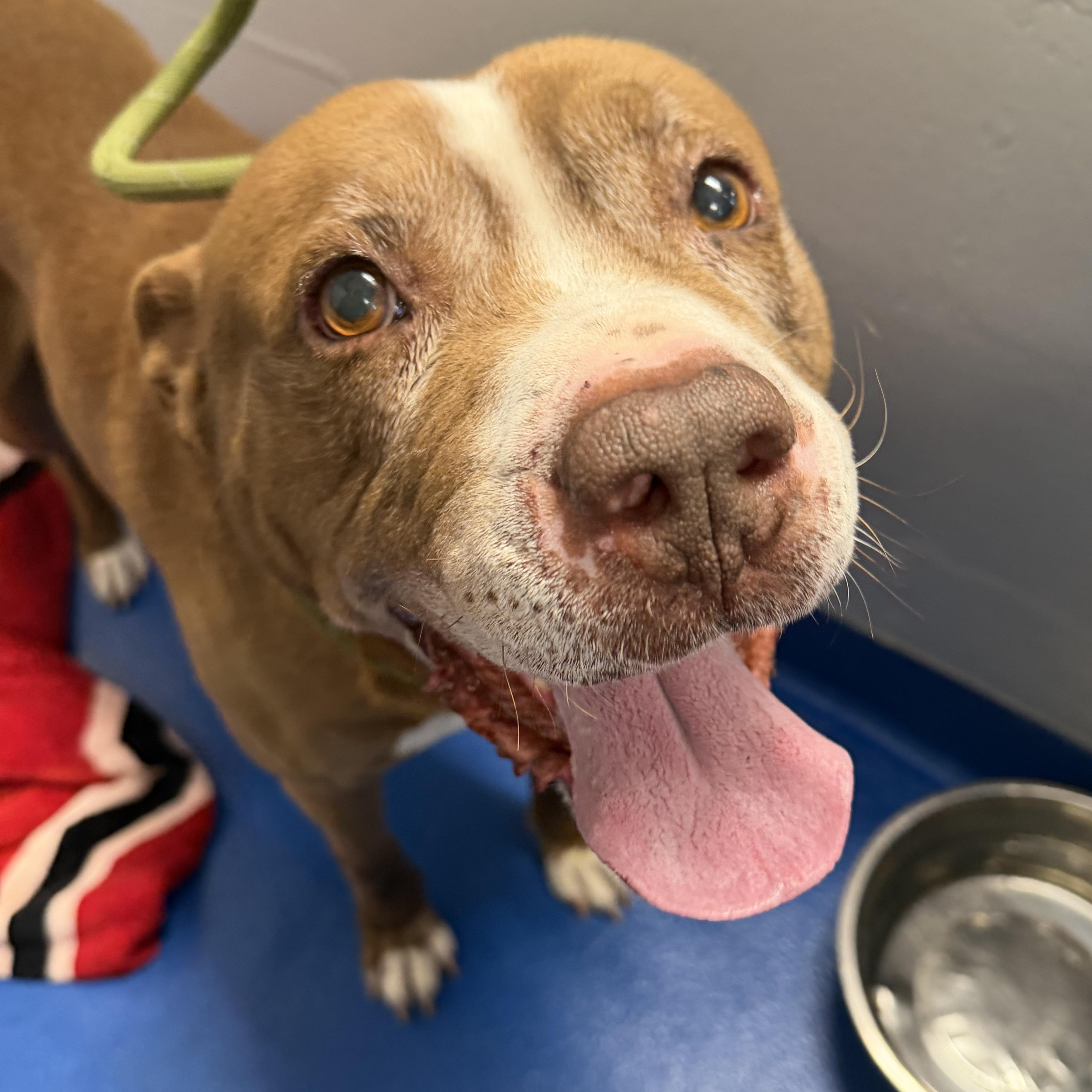 Enlarge Kendry, a ADOPTABLE mixed breed in Lancaster, SC image 5/6