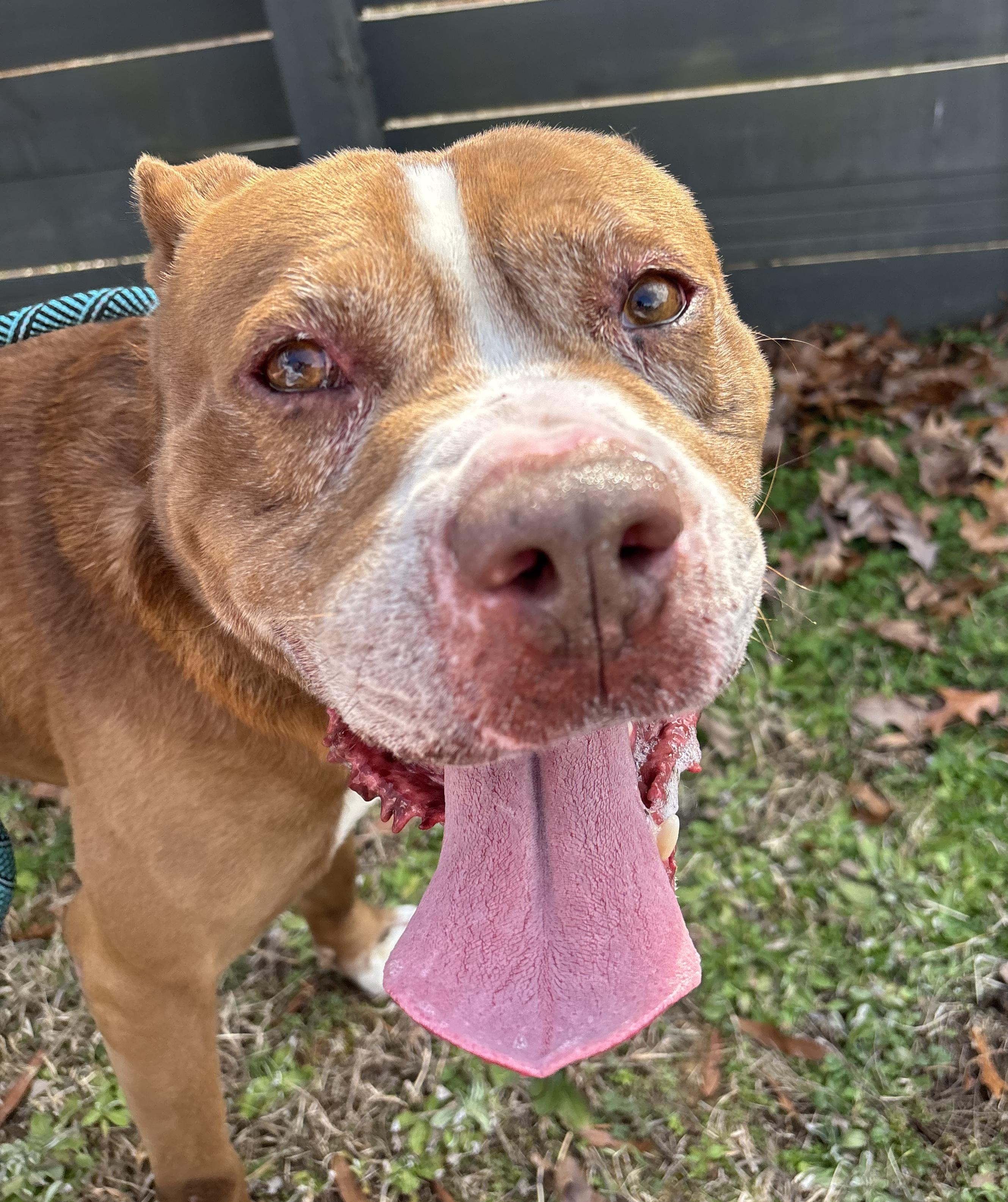 Enlarge Kendry, a ADOPTABLE mixed breed in Lancaster, SC image 6/6