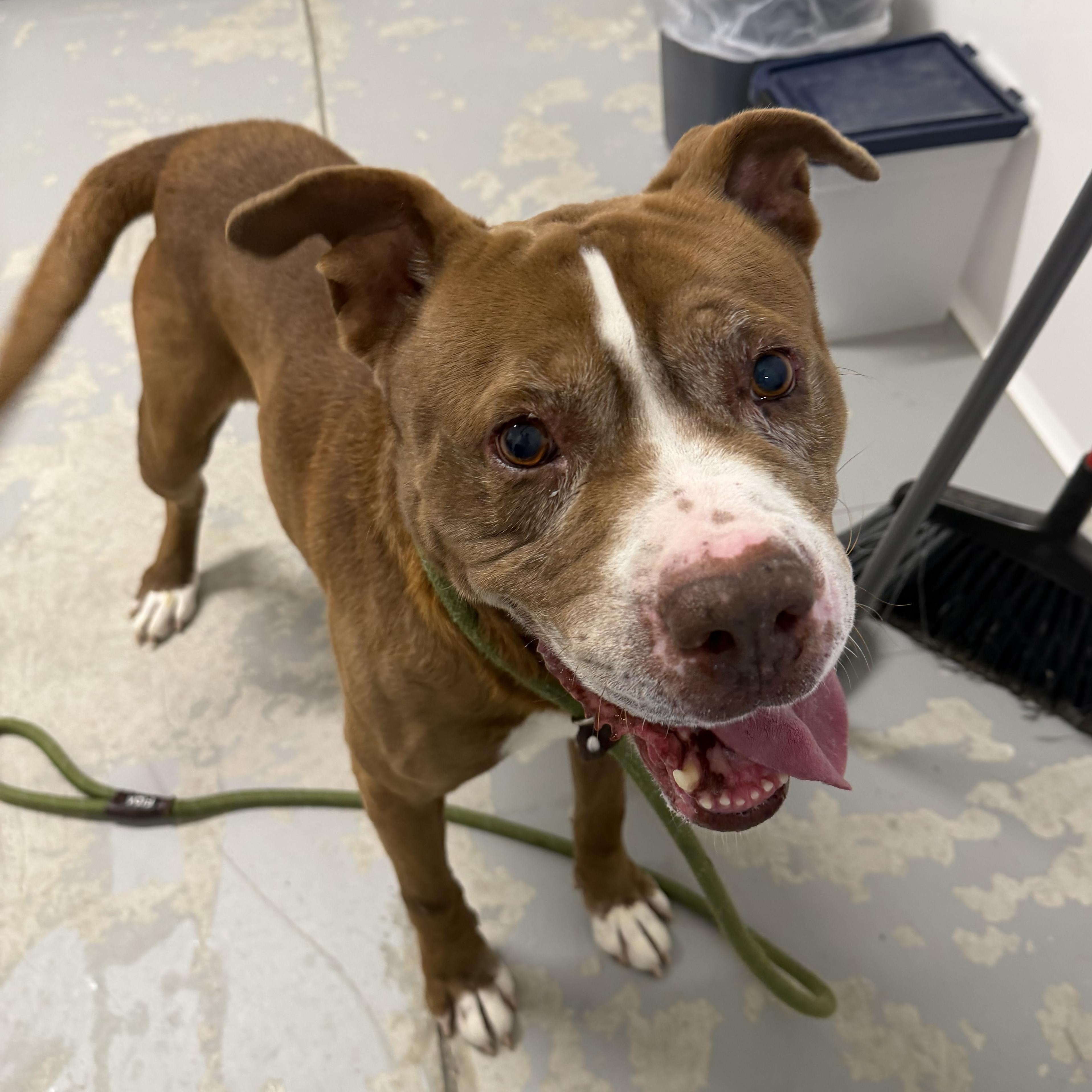 Enlarge Kendry, a ADOPTABLE mixed breed in Lancaster, SC image 2/6