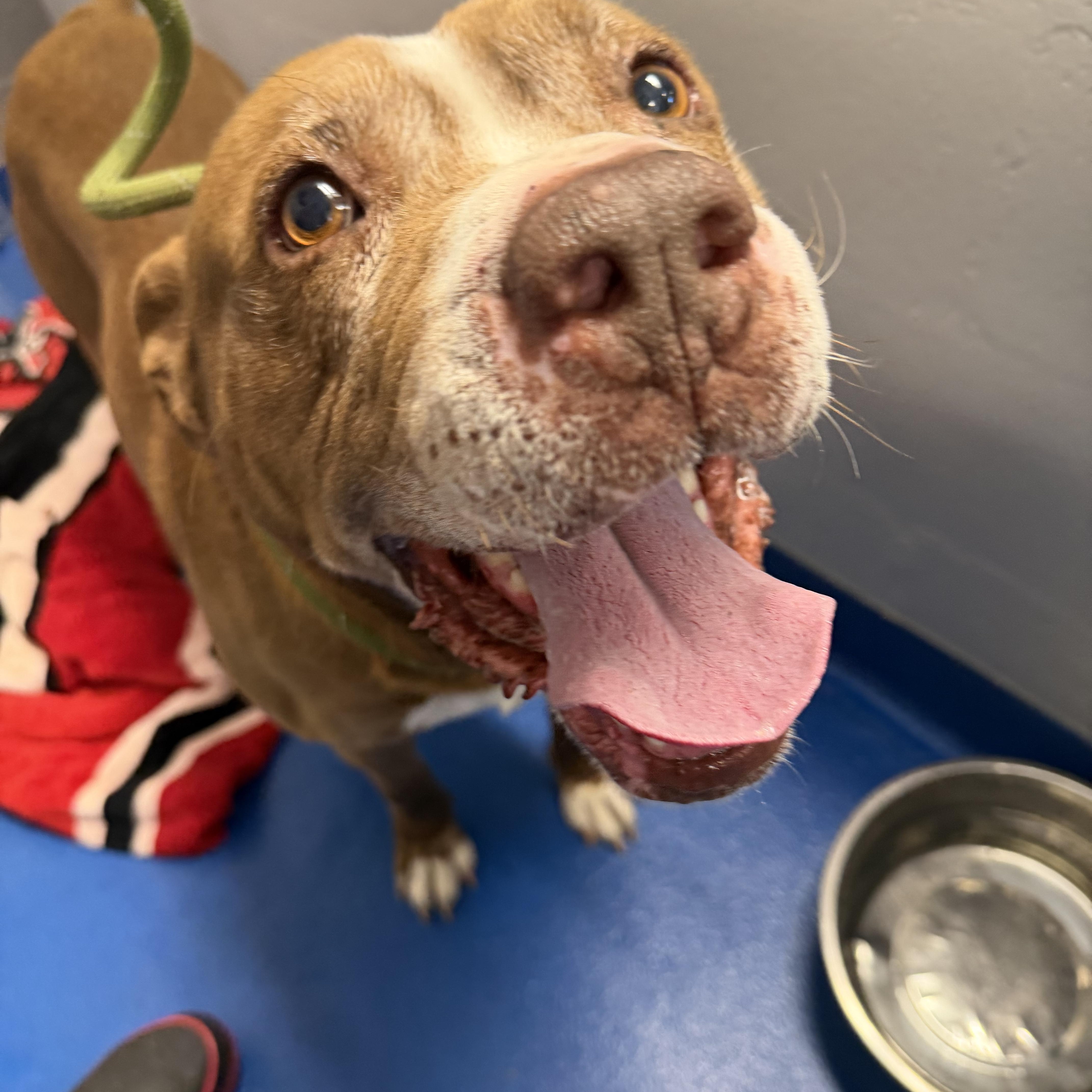 Enlarge Kendry, a ADOPTABLE mixed breed in Lancaster, SC image 6/6