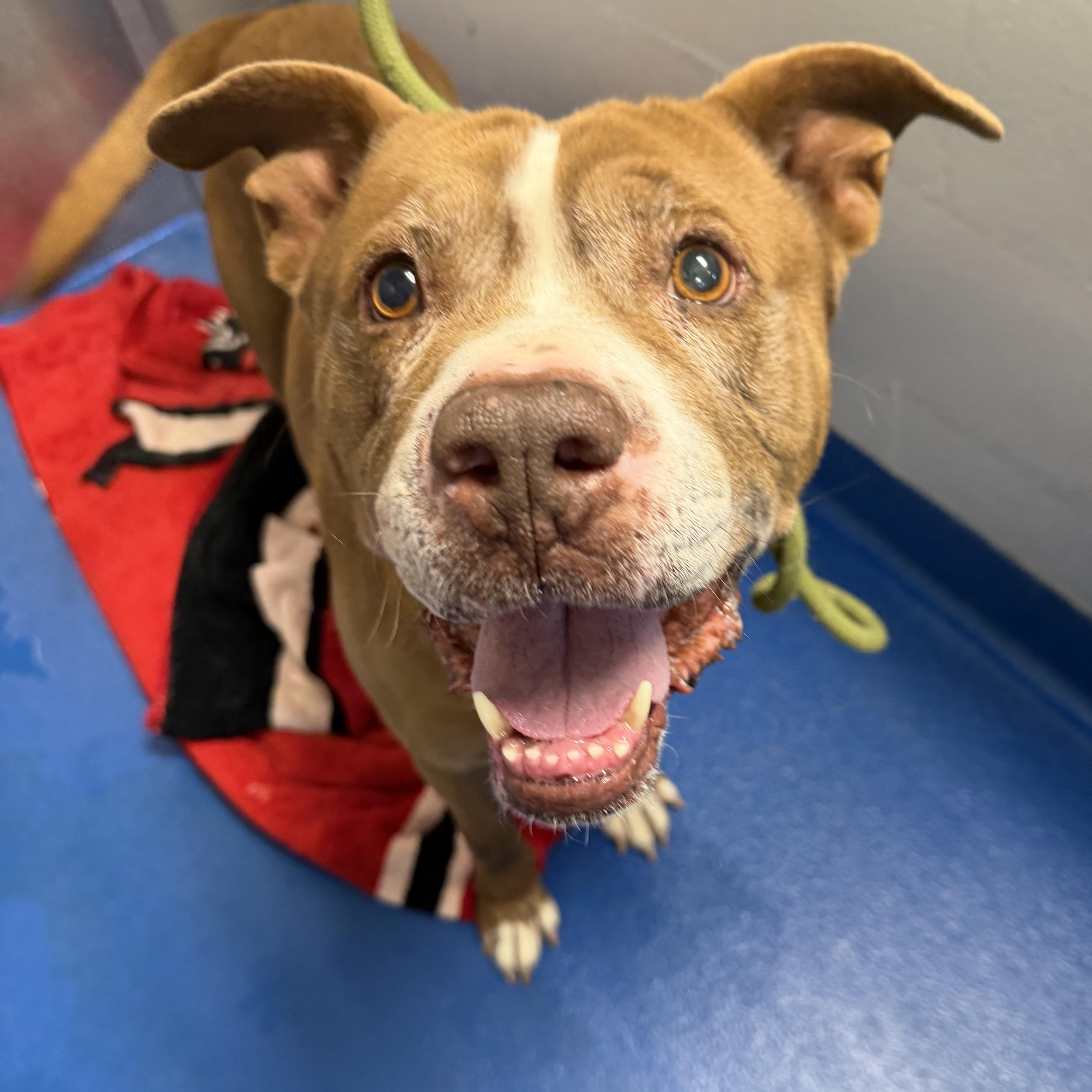 Enlarge Kendry, a ADOPTABLE mixed breed in Lancaster, SC image 1/6