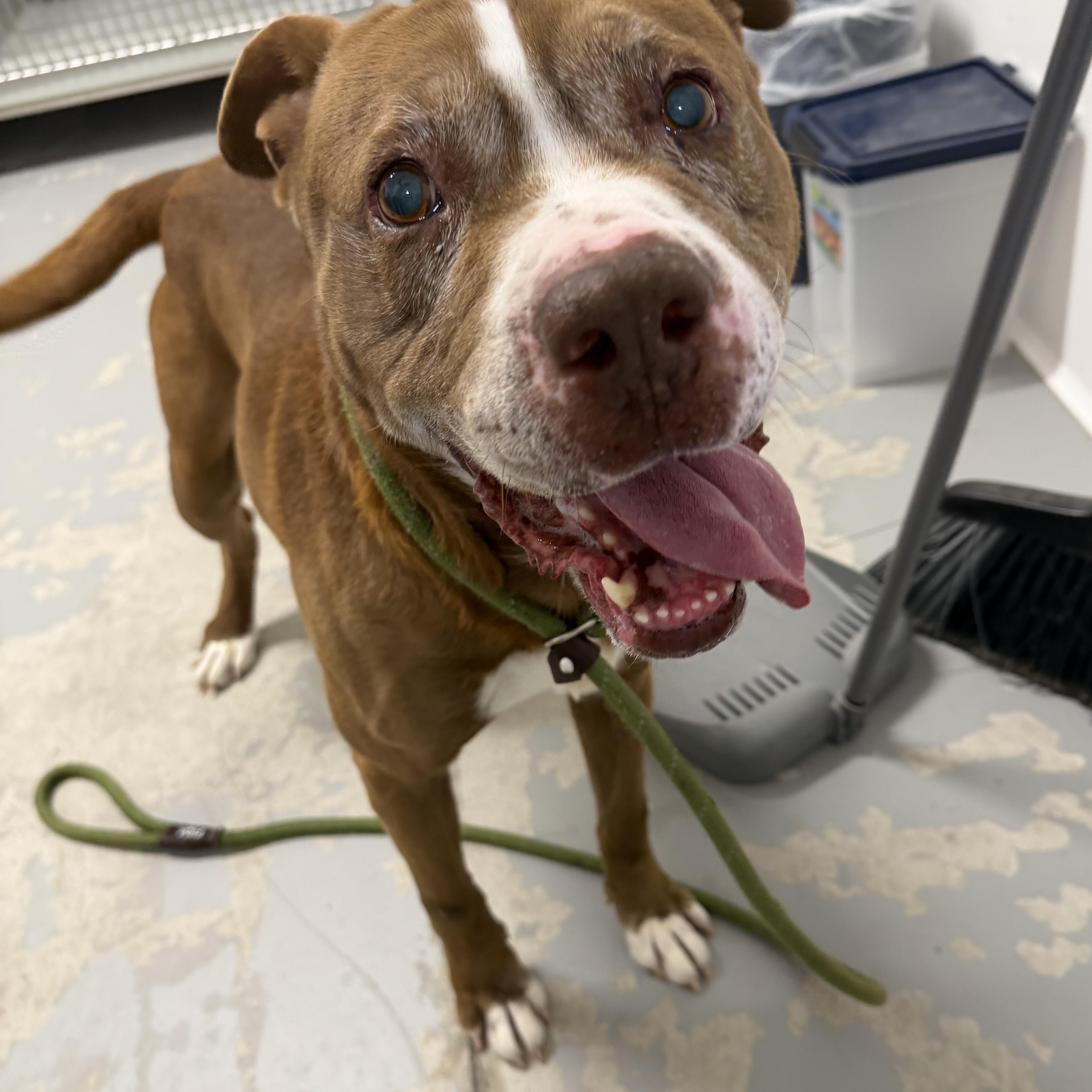 Enlarge Kendry, a ADOPTABLE mixed breed in Lancaster, SC image 2/6