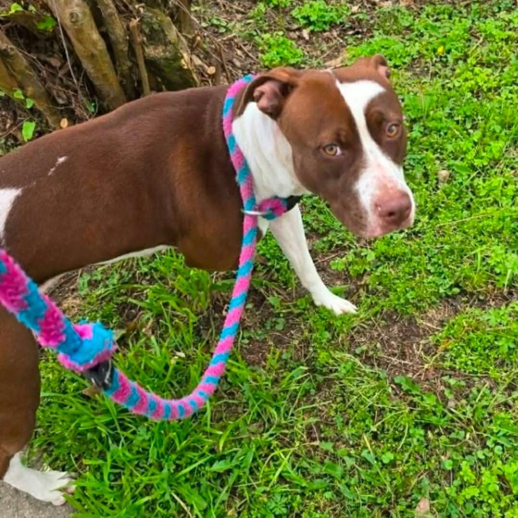 Camellia, Adoptable, Adult Female Pit Bull Terrier & Mixed Breed.