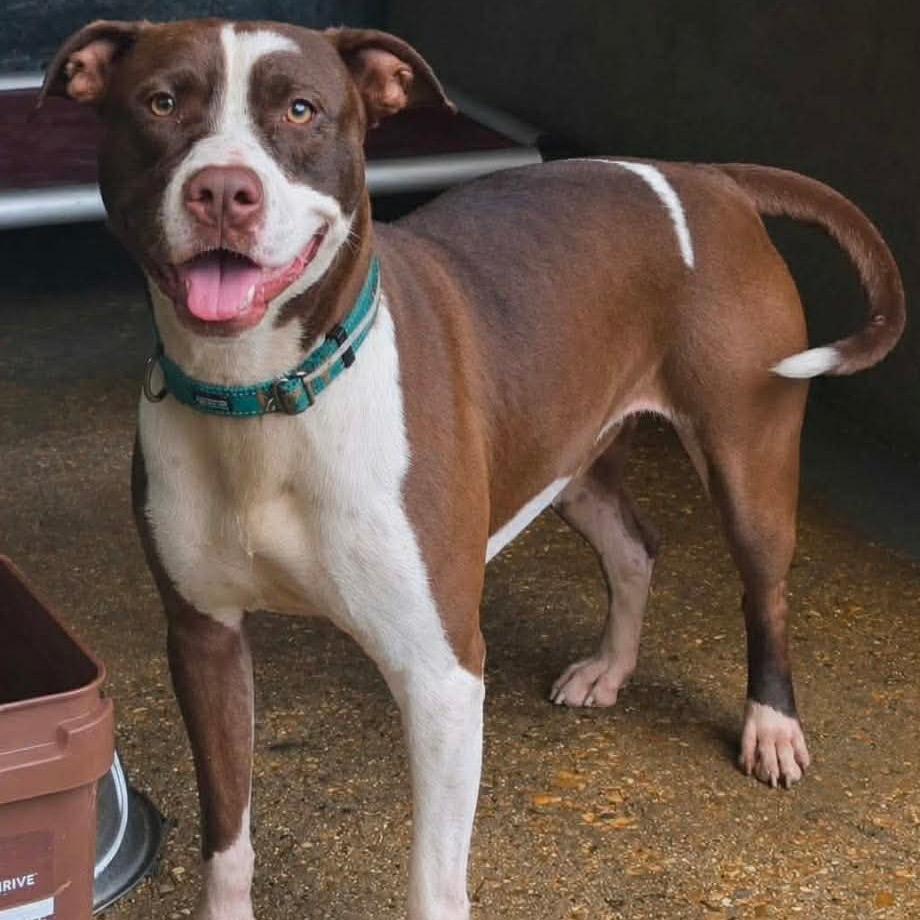 Enlarge Camellia, a Adoptable mixed breed in Wadena, MN image 2/2