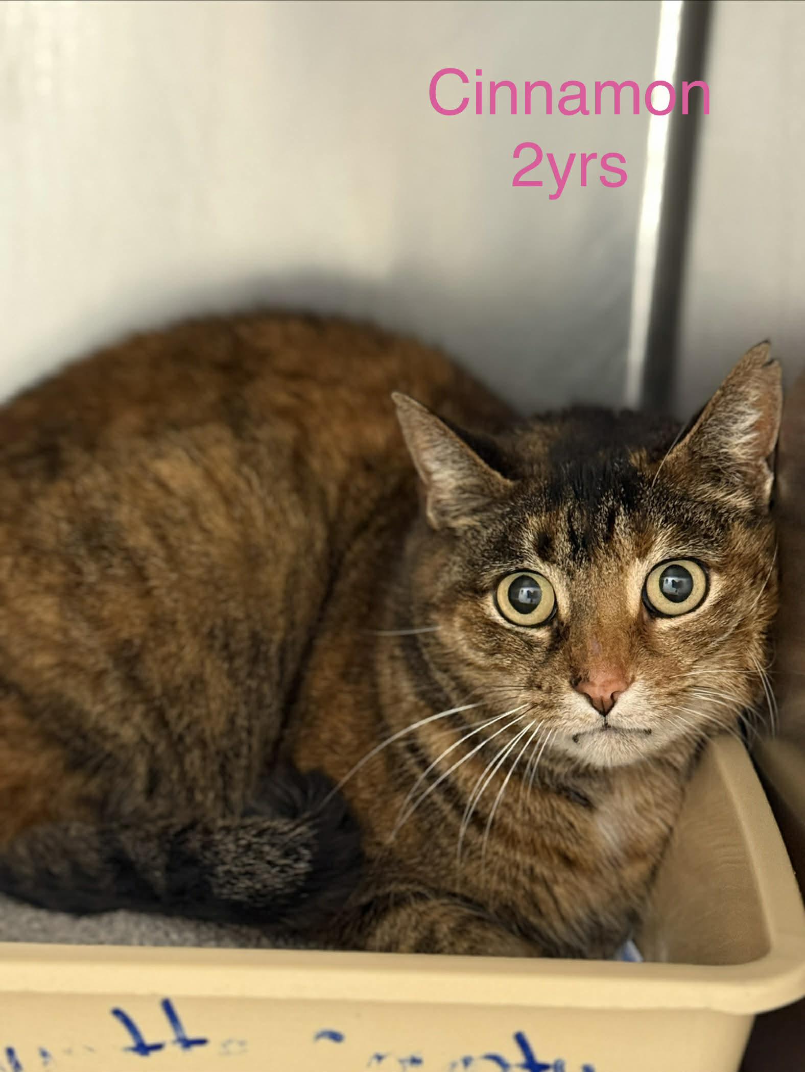 Enlarge Cinnamon, a Adopted Domestic Short Hair in Fayetteville, WV image 1/1