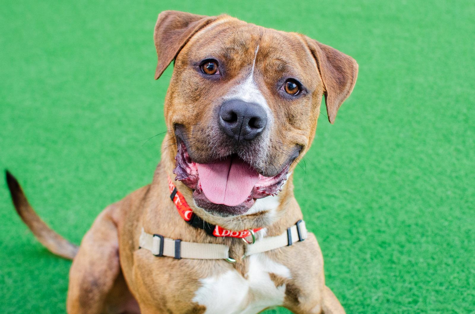 Enlarge Junior, a Adoptable Pit Bull Terrier in Burlingame, CA image 1/3