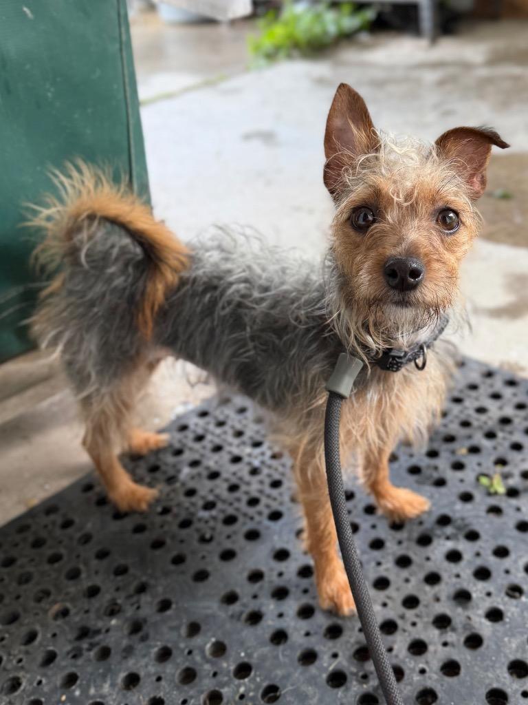 Cherry, Adoptable, Adult Female Chihuahua & Yorkshire Terrier.
