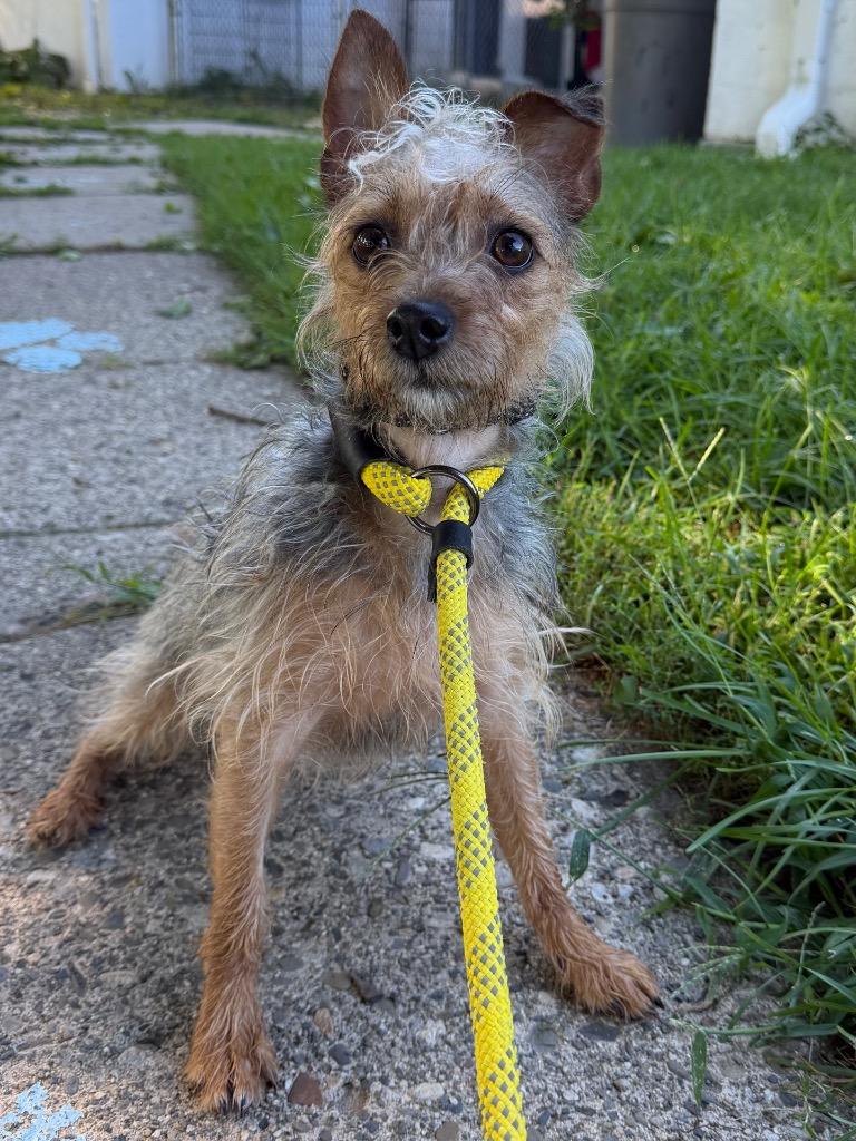 Enlarge Cherry, a Adoptable mixed breed in Port Jervis, NY image 2/3