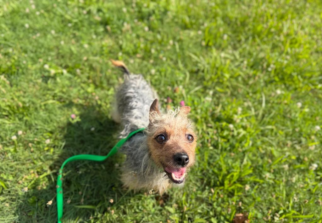 Enlarge Cherry, a Adoptable mixed breed in Port Jervis, NY image 3/3