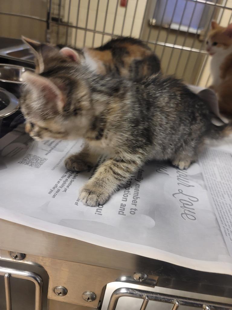 Dino, Adoptable, Kitten Female Tabby.