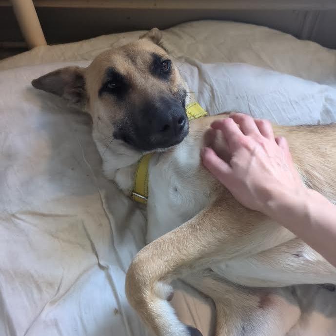 Enlarge Jennie-O - In Foster!, a Adoptable mixed breed in Flagstaff, AZ image 1/6