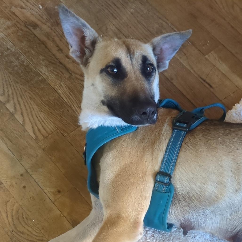 Jennie-O - In Foster!, Adoptable, Adult Female Shepherd & Mixed Breed.