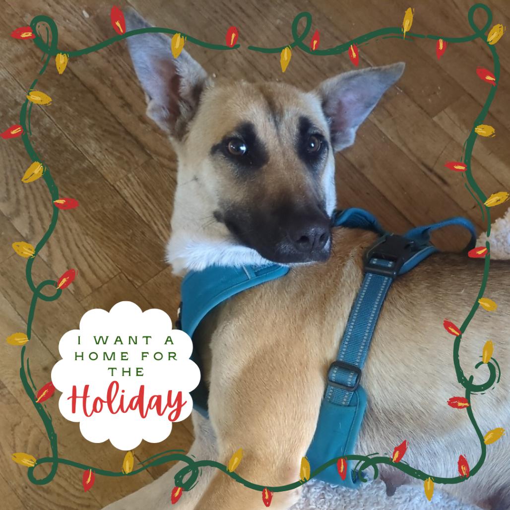 Jennie-O - In Foster!, a Adoptable mixed breed in Flagstaff, AZ image 2/6