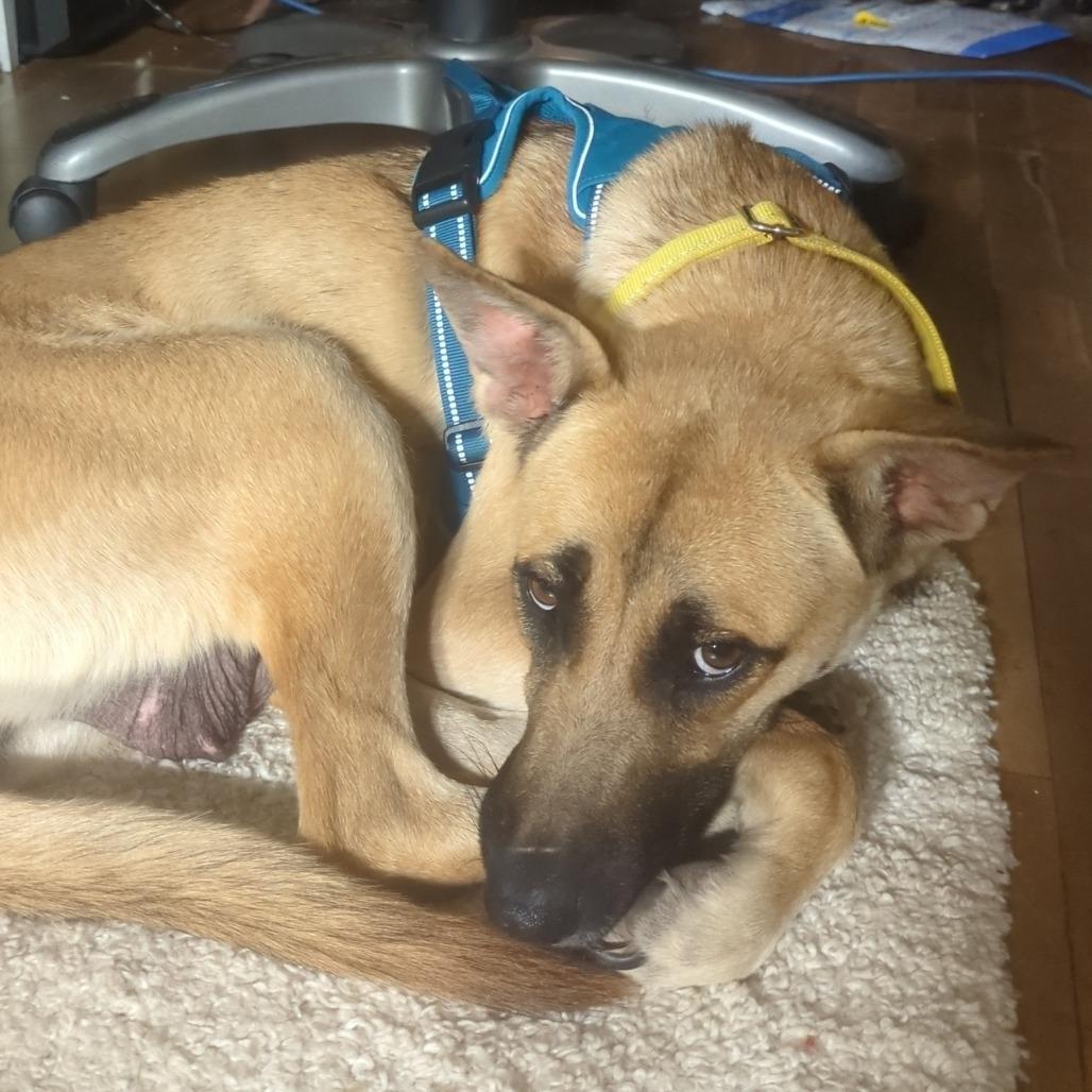 Jennie-O - In Foster!, a Adoptable mixed breed in Flagstaff, AZ image 3/6