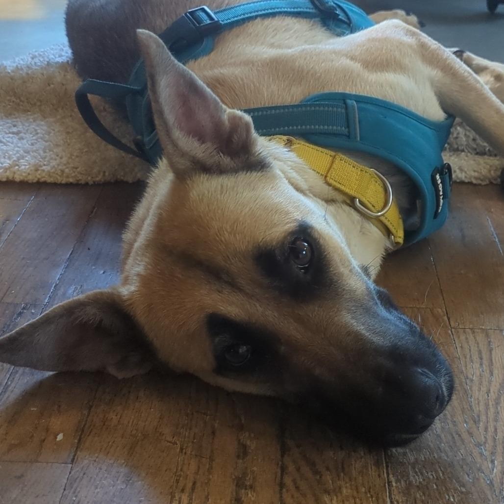 Jennie-O - In Foster!, a Adoptable mixed breed in Flagstaff, AZ image 4/6