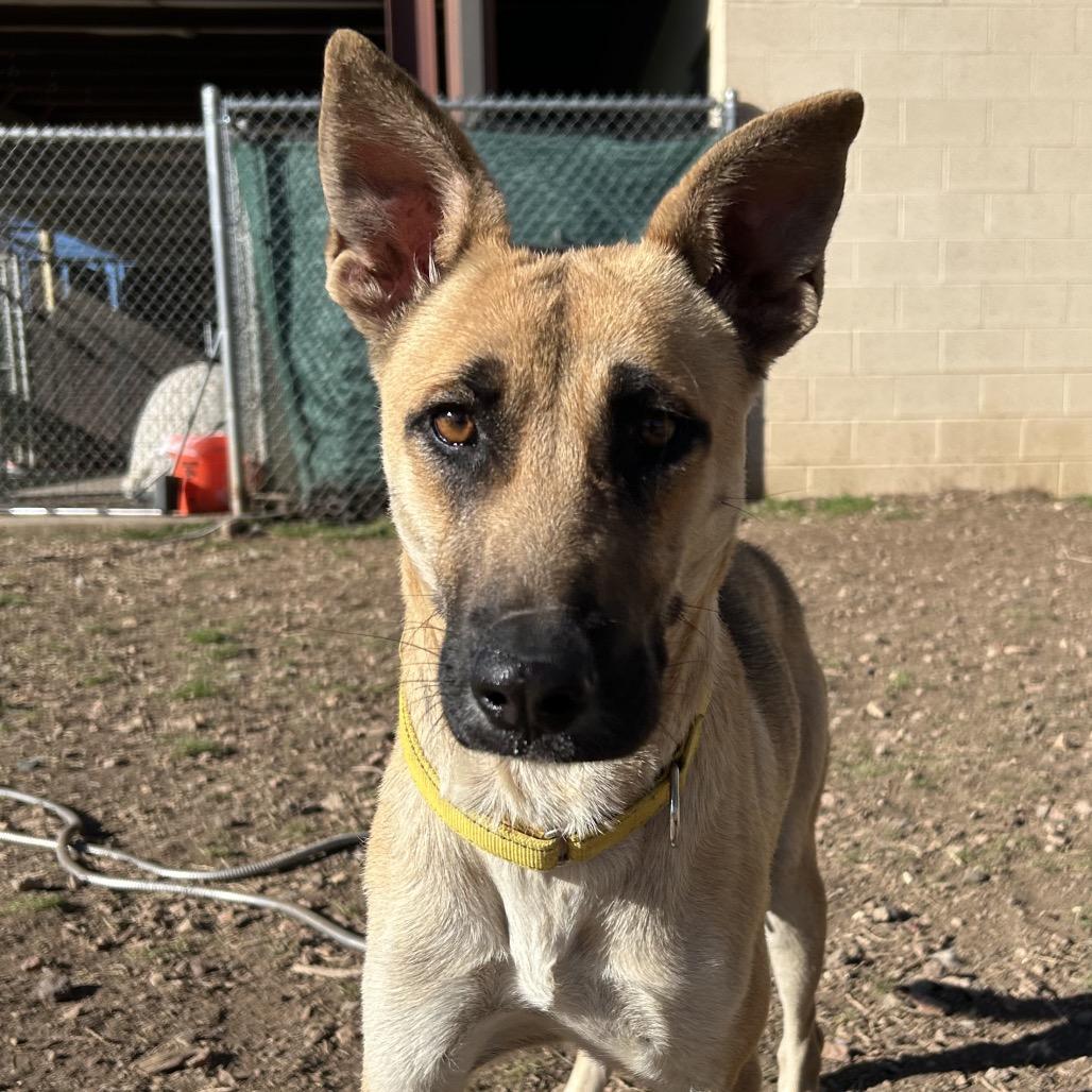 Jennie-O - In Foster!, a Adoptable mixed breed in Flagstaff, AZ image 6/6