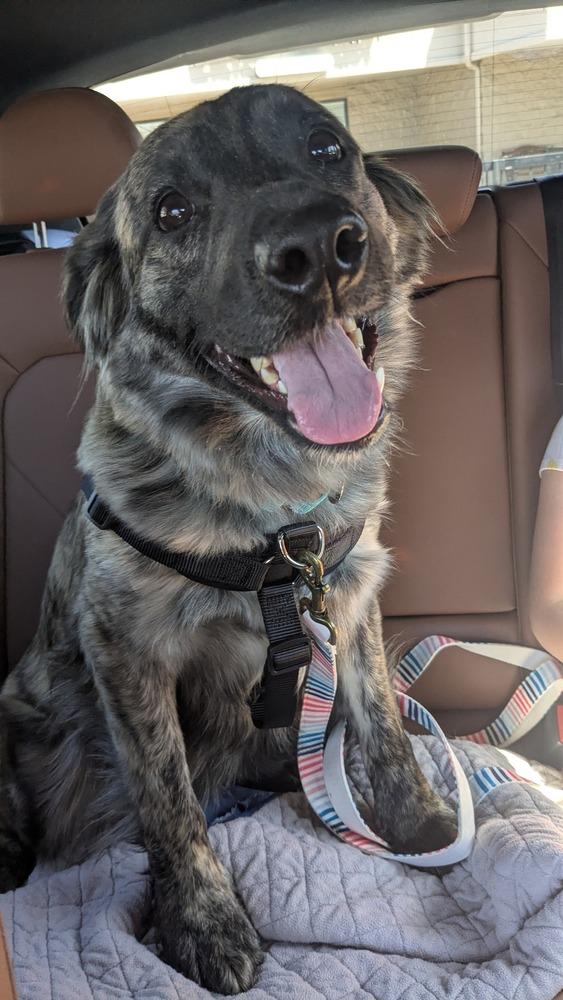 Truffle, Adoptable, Adult Female Dutch Shepherd & Australian Shepherd.