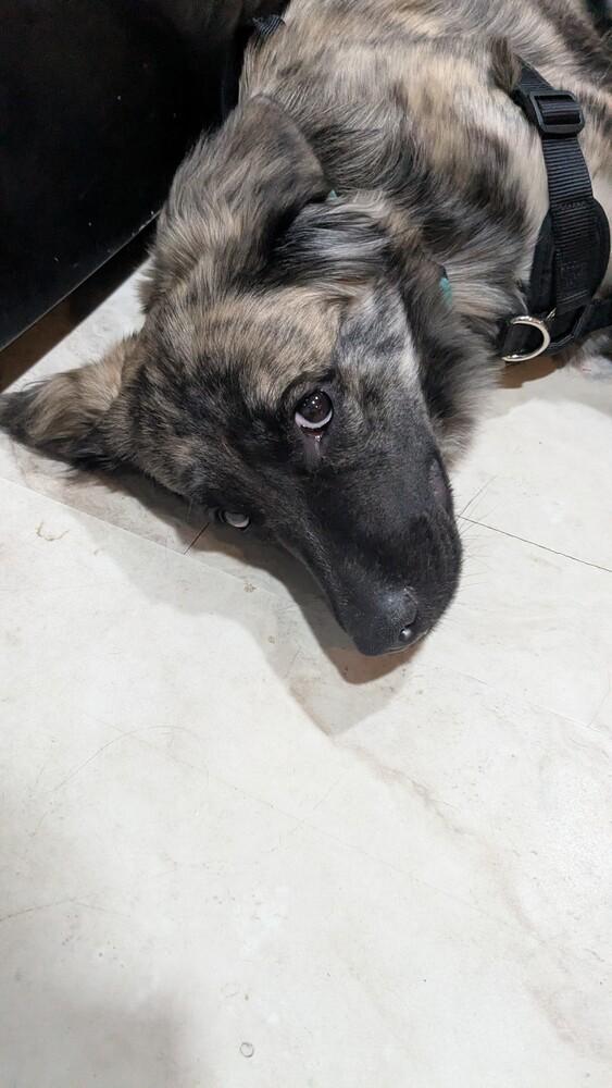 Enlarge Truffle, a Adoptable mixed breed in Aurora, CO image 2/5
