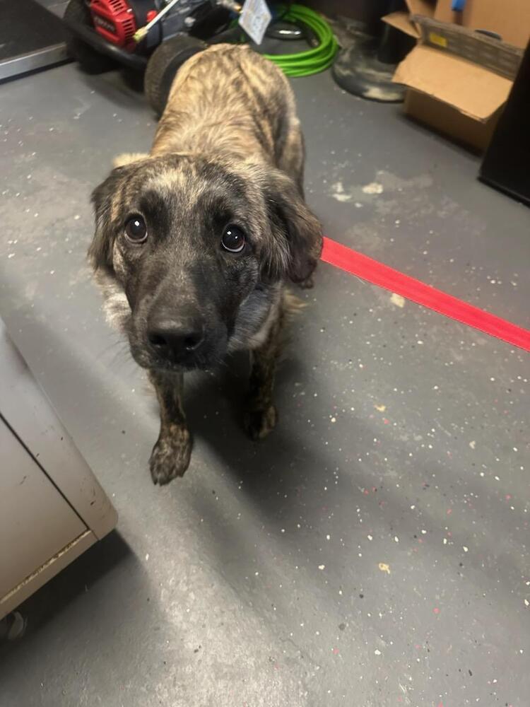 Enlarge Truffle, a Adoptable mixed breed in Aurora, CO image 4/5
