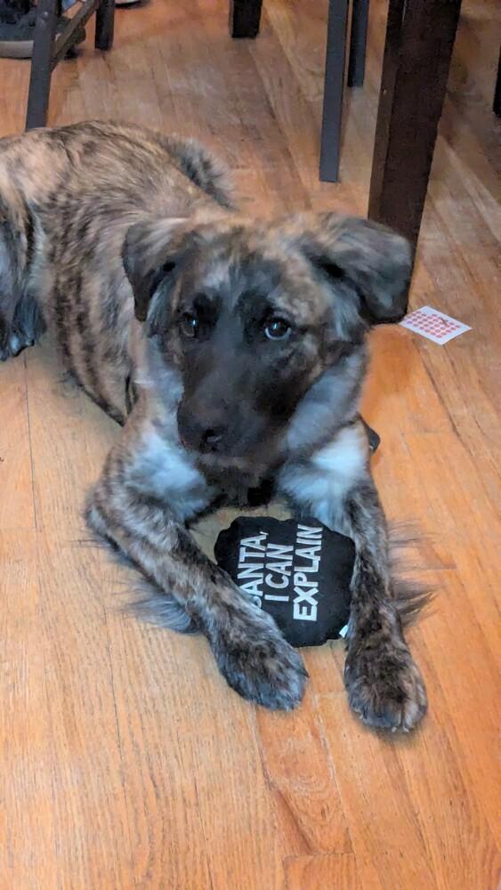 Enlarge Truffle, a Adoptable mixed breed in Aurora, CO image 5/5