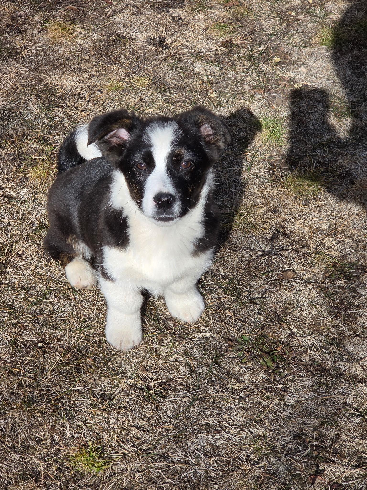 Snickers, Adopted, Young Male Pembroke Welsh Corgi & Chihuahua.