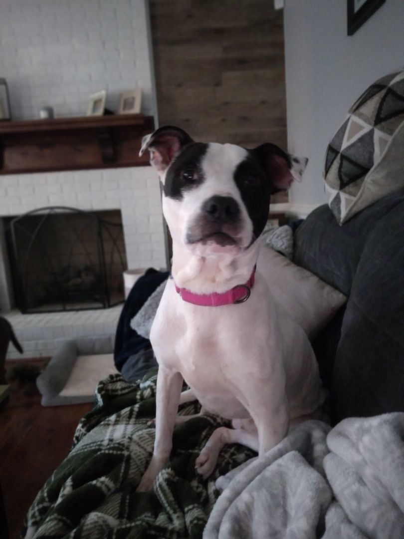 Raylee, Adopted, Adult Female American Bulldog & Labrador Retriever.