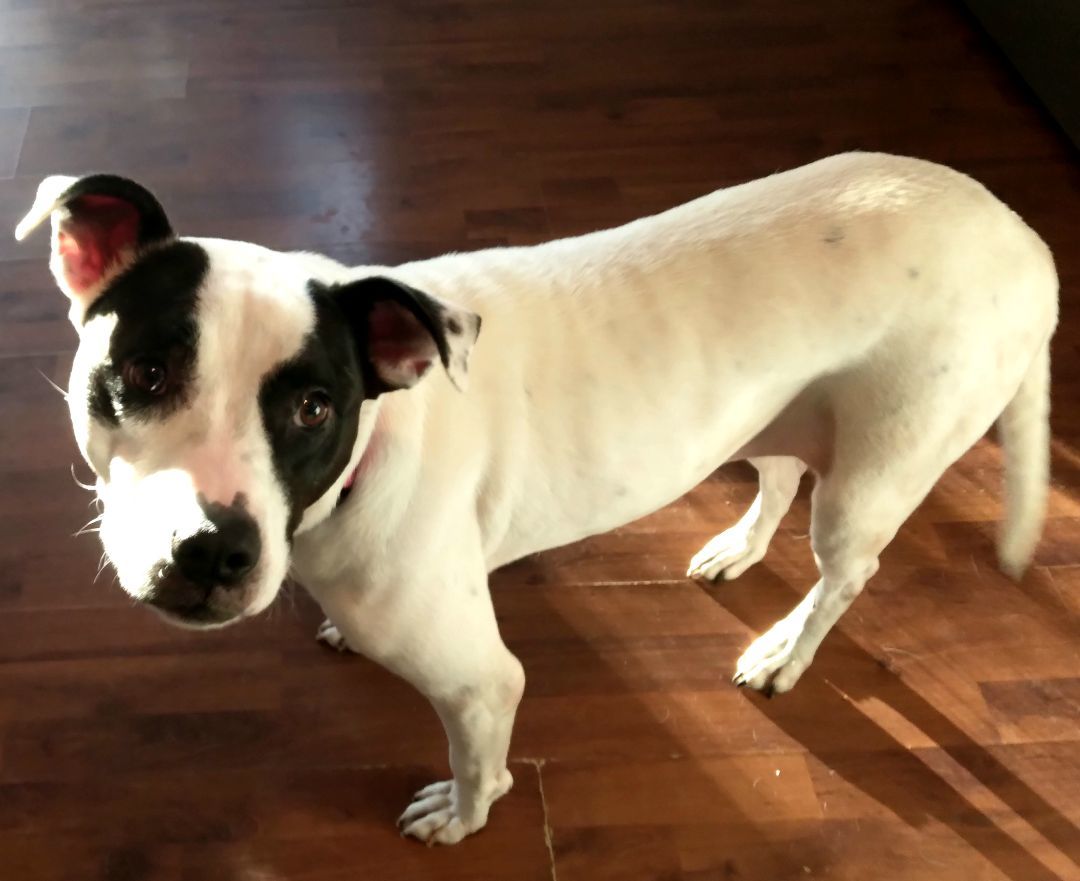 Raylee, a Adopted mixed breed in Clayton, NC image 3/5