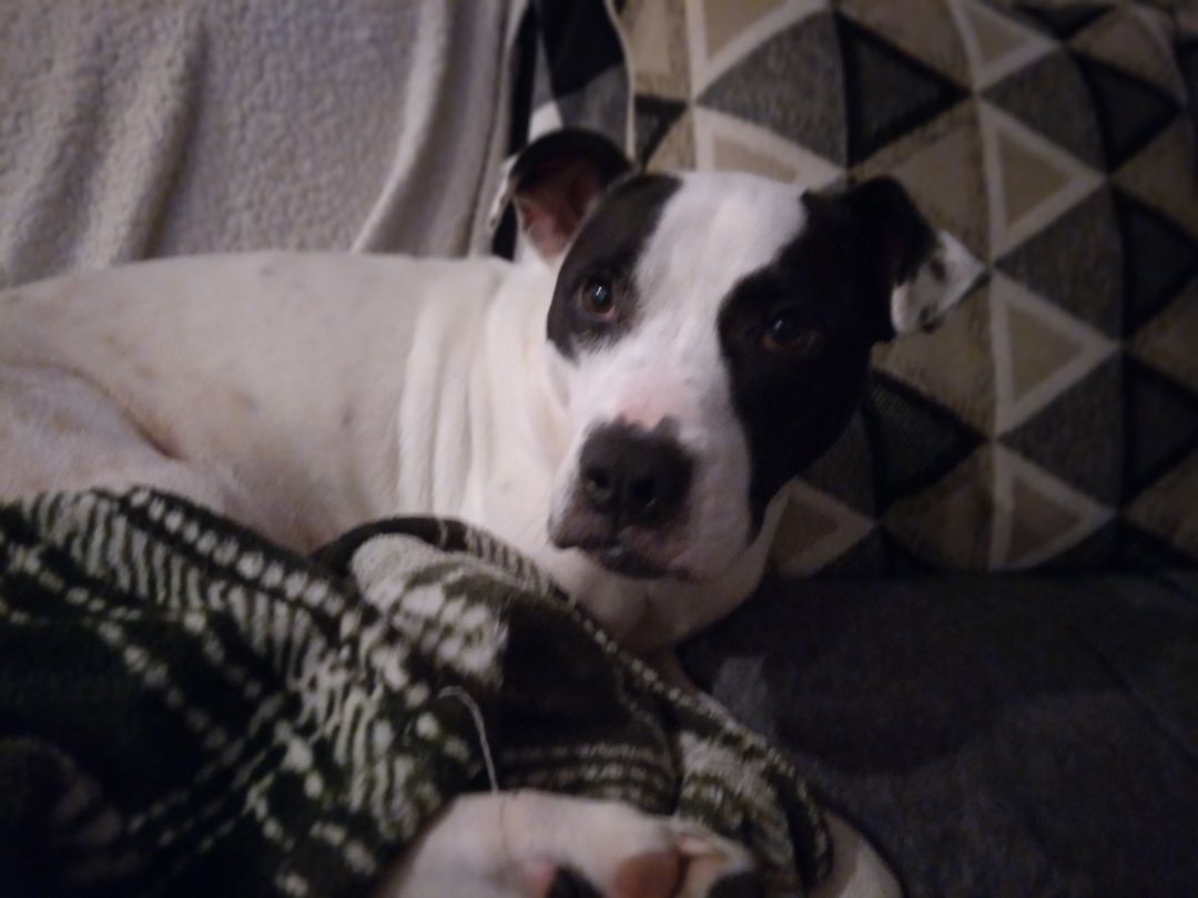 Raylee, a Adopted mixed breed in Clayton, NC image 4/5