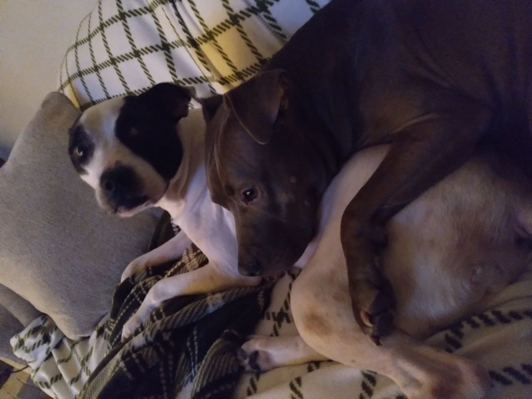 Raylee, a Adopted mixed breed in Clayton, NC image 5/5