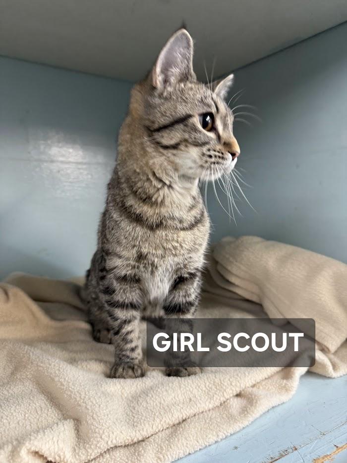 Enlarge Girl Scout, a Adoptable Tabby in Windom, MN image 1/1
