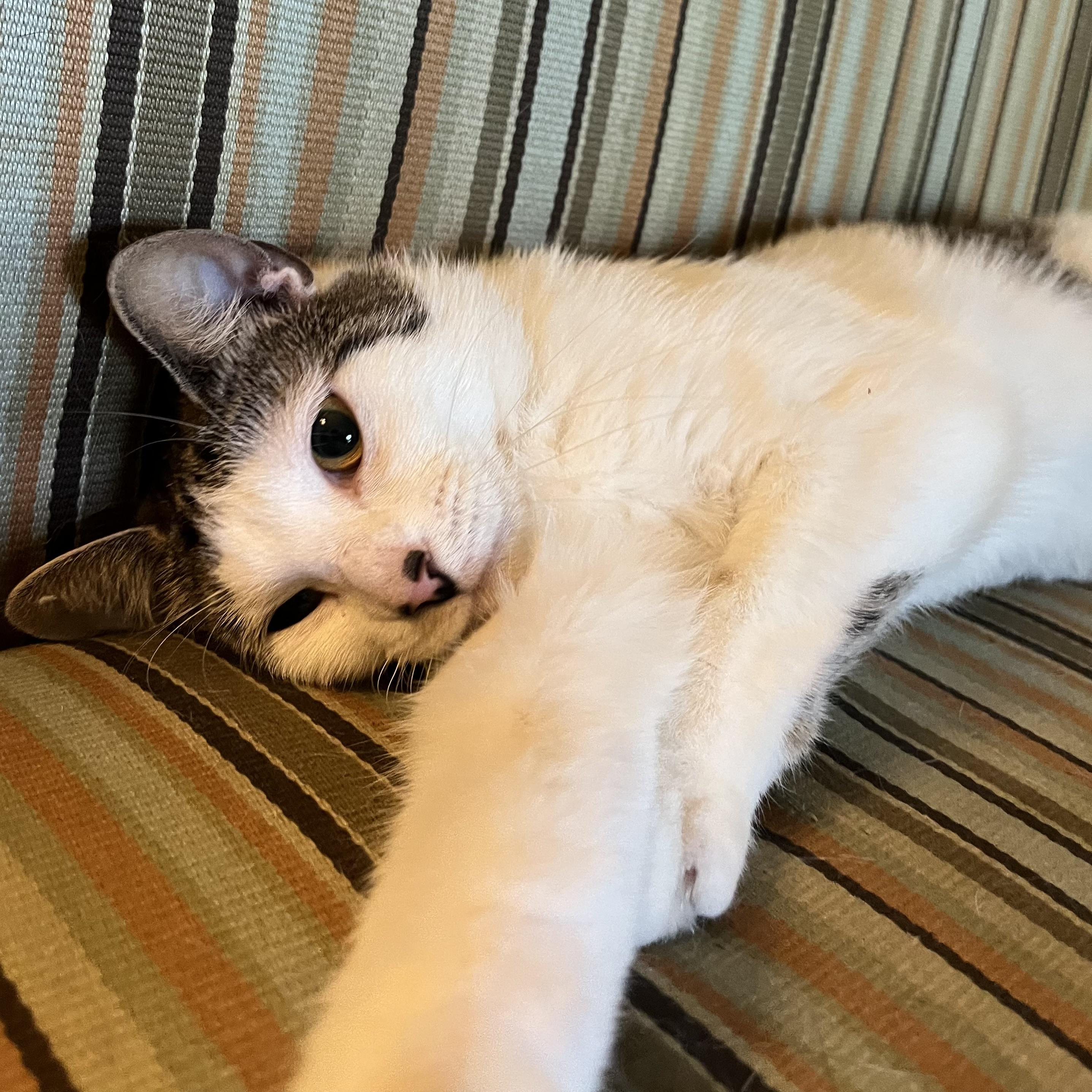 Floracita, a Adoptable Domestic Short Hair in Westville, NJ image 3/4