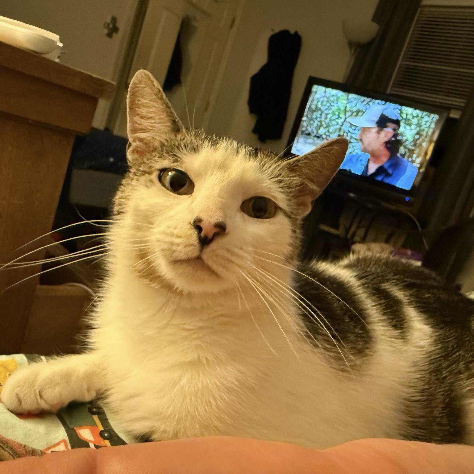 Floracita, a Adoptable Domestic Short Hair in Westville, NJ image 4/4