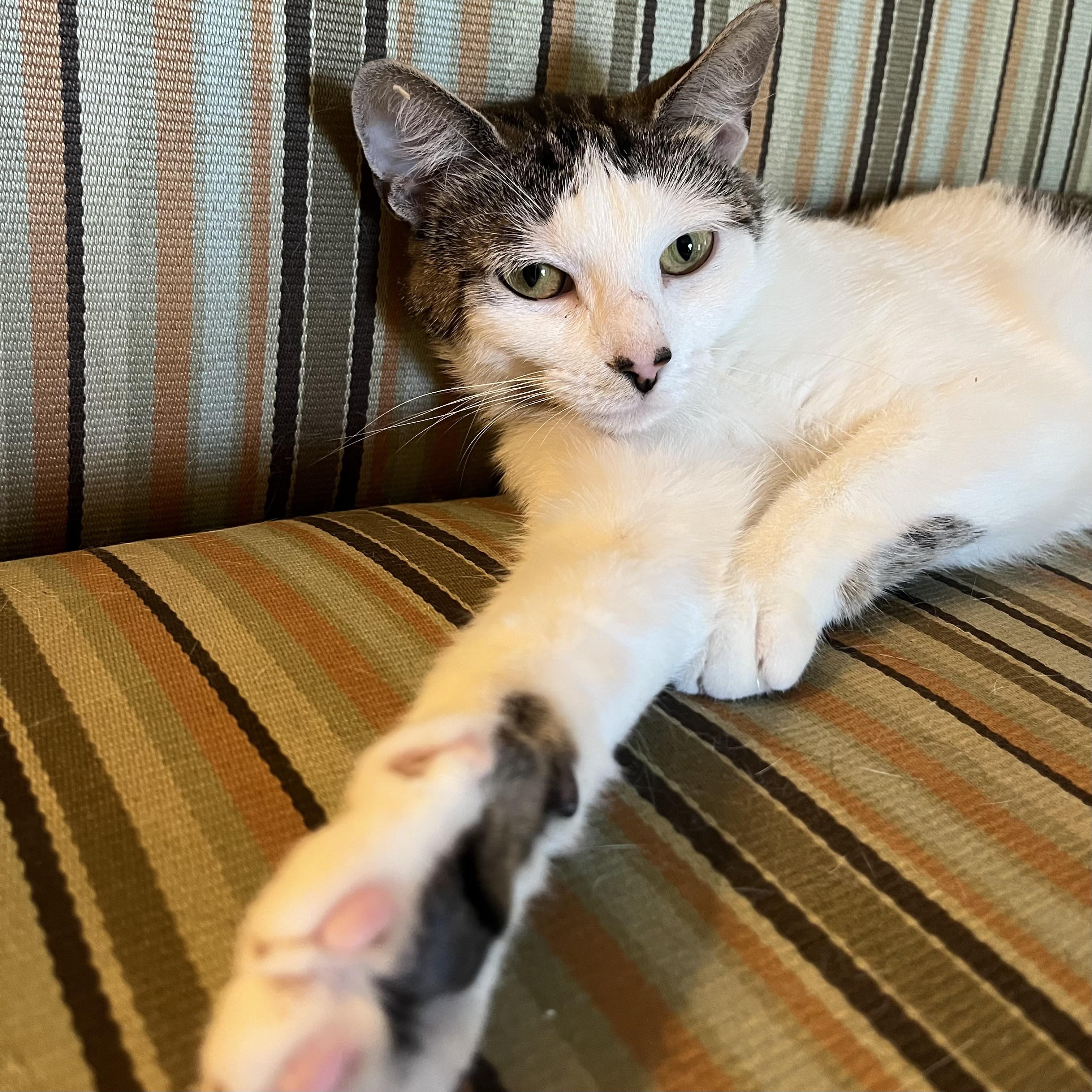 Floracita, a Adoptable Domestic Short Hair in Westville, NJ image 2/4