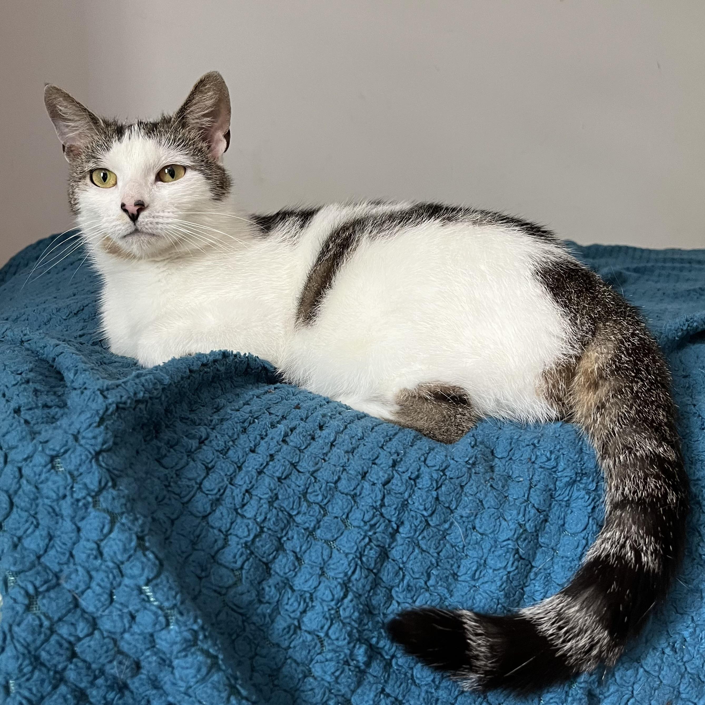 Floracita, a Adoptable Domestic Short Hair in Westville, NJ image 1/4