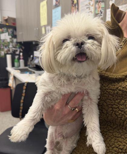 Mahler, Adoptable, Senior Male Shih Tzu & Mixed Breed.