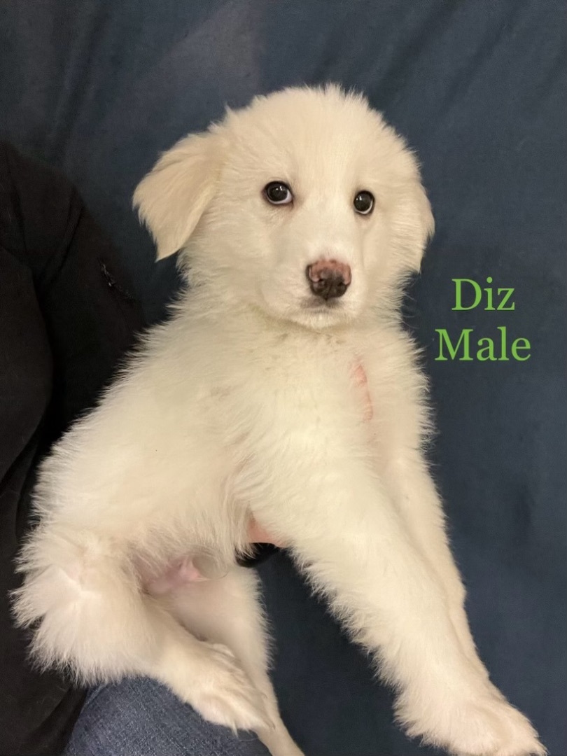 Enlarge Diz, a Adopted Great Pyrenees in Emmett , MI image 1/1