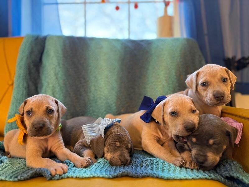 Blaze Rocket — thumbnail 2