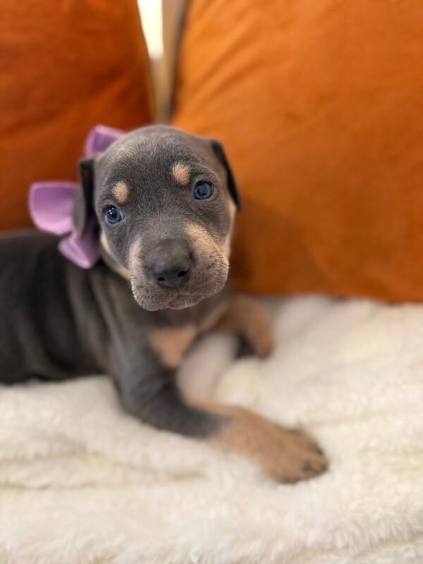 Blaze Rocket — thumbnail 3