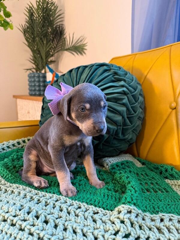 Blaze Rocket — thumbnail 4