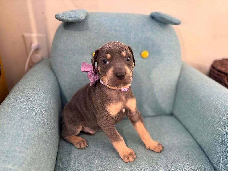 Blaze Rocket — thumbnail 5