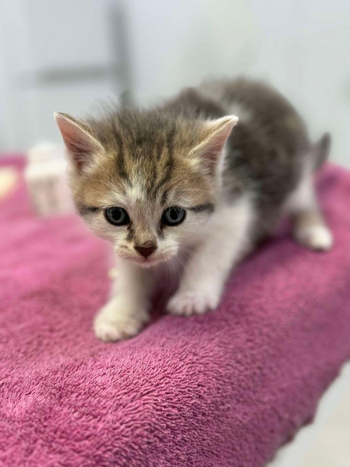 Magic Mike, Adoptable, Young Male Domestic Medium Hair.