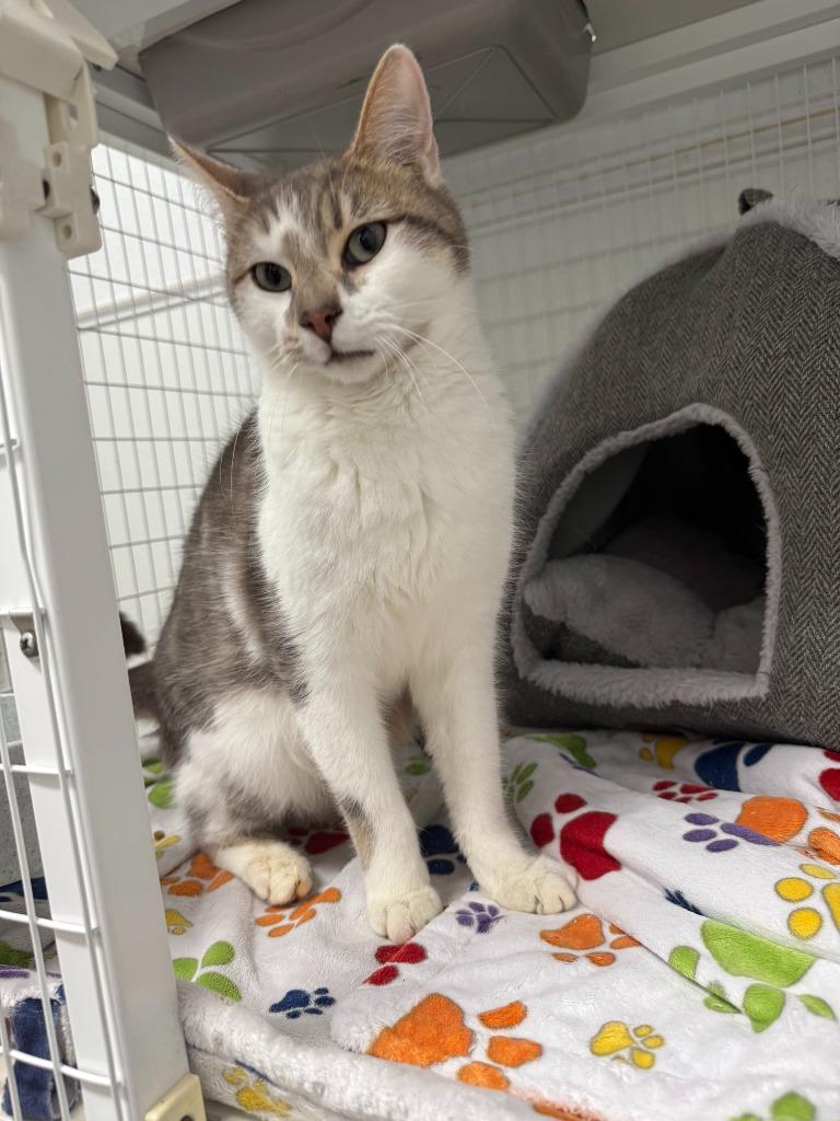 Magic Mike, a Adoptable mixed breed in Brookings, OR image 2/2