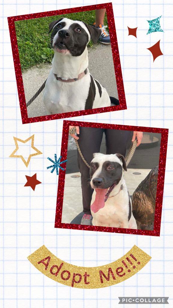 Panda, Adoptable, Adult Female Terrier & Labrador Retriever.